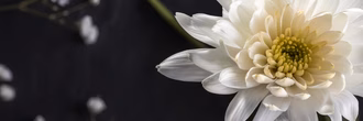 beautiful-macro-white-flower